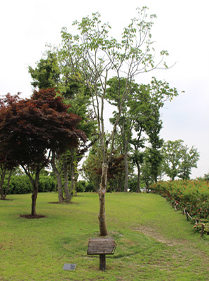 히딩크 희망나무