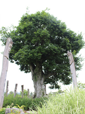 600살 할아버지 팽나무