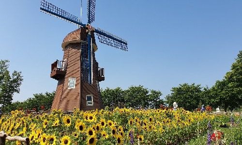 네덜란드 정원 해바라기