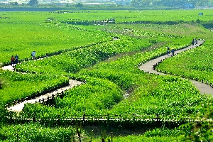 순천만습지 여름 갈대밭 (16년 달력사진 입선)
