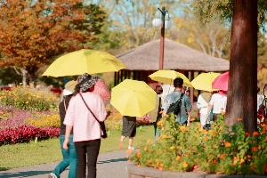 노란 우산을 쓰고 정원박람회장을 돌아다니는 관람객들 