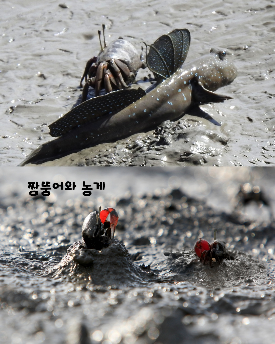 순천만 가을 생태탐험
