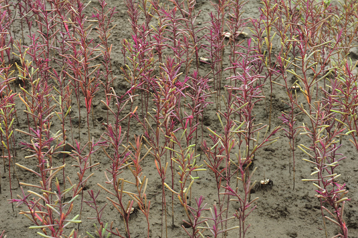 순천만의 일몰 사진