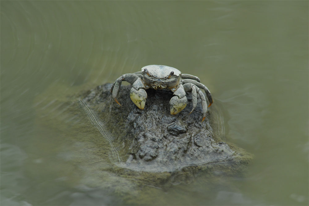 순천만 흰발 농게 사진