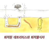 퇴적된 데트리터스와 퇴적물 식자 그림
