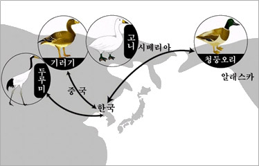 여름철새들의 이동을 나타낸 그림으로, 중국과 한국을 이동하는 기러기와 두루미, 한국과 알래스카를 이동하는 청둥오리, 한국과 시베리아를 이동하는 고니가 나타난 그림