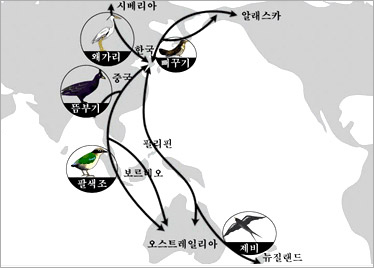 겨울철새들의 이동을 나타낸 그림으로 한국에서 알레스카로 이동하는 뻐꾸기, 시베리아로 이동하는 왜가리, 중국으로 이동하는 뜸부기, 보르헤오, 오스트레일리아로 디오하는 팔색조, 필리핀을 통해 오스트레일리아를 지나 뉴질랜드까지 이동하는 제비가 나타나 있는 그림 