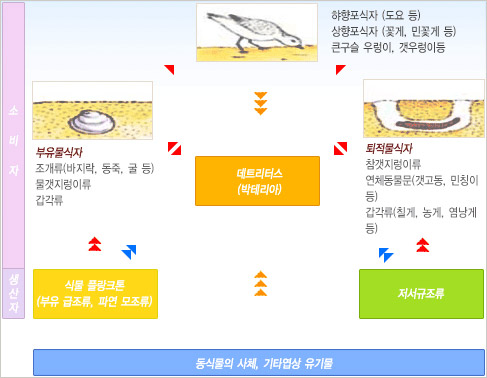 테트리터스(박테리아)를 설명하는 그림으로 소비자인 부유물식자 조개류(바지락, 동죽, 굴 등), 물갯지렁이류, 갑각류 → 하향포식자 (도요 등), 상향포식자(꽃게, 민꽃게 등) , 큰구슬 우렁이, 갯우렁이 등 ← 퇴적물식자 : 참갯지렁이류, 연체동물문(갯고동, 민칭이 등) 갑각류 (칠게, 농게, 염낭게 등).
데트리터스(박테리아) 부유물식자, 퇴적물식자와 상호작용. ← 하향포식자.
생산자인 식물 플랑크톤(부유 급조류, 파면 모조류)와 저서 규조류가 있는데, 식물플랑크톤 → 부유물식자, 데트리터스
저서규조류 → 퇴적물식자, 데트리터스.
동식물의 사체, 기타 엽상 유기물 → 데트리터스