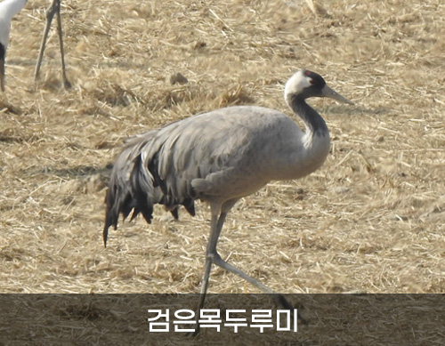 검은목두루미 사진