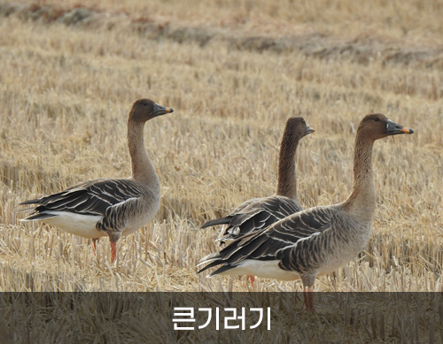 큰기러기 사진