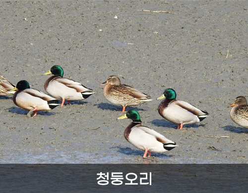 청둥오리 사진