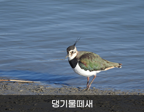 댕기물떼새 사진