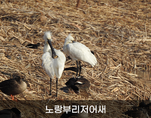 노랑부리저어새 사진