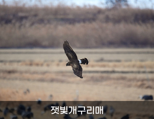 잿빛개구리매 사진