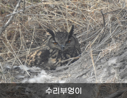 수리부엉이 사진