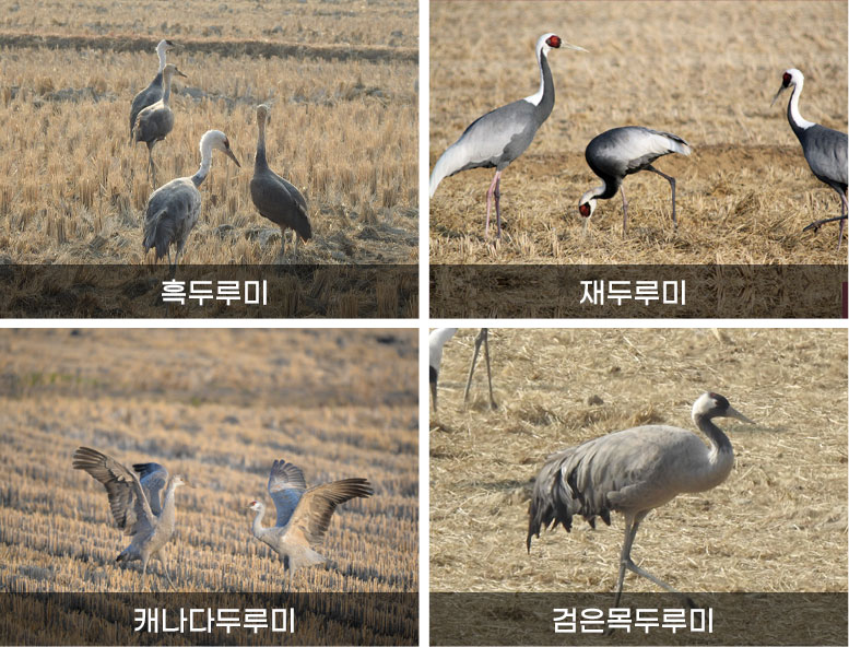 흑두루미,재두루미,캐나다두루미,검은목두루미