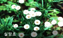 실망초 사진