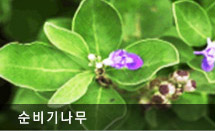 순비기나무 사진