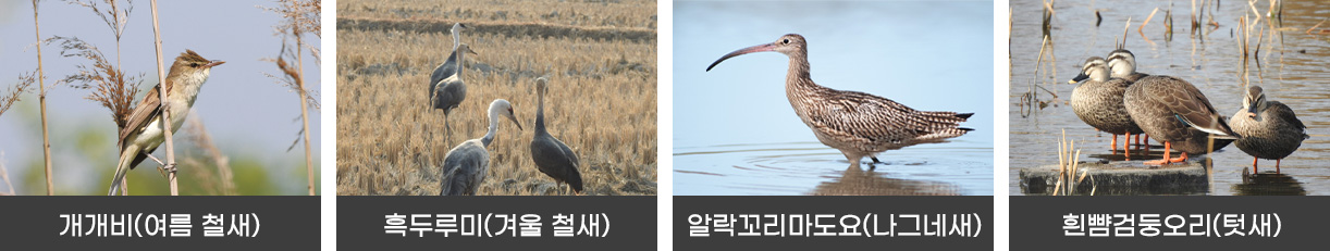 개개비(여름 철새), 흑두루미(겨울 철새), 알락꼬리마도요(나그네새), 흰뺨검둥오리(텃새)